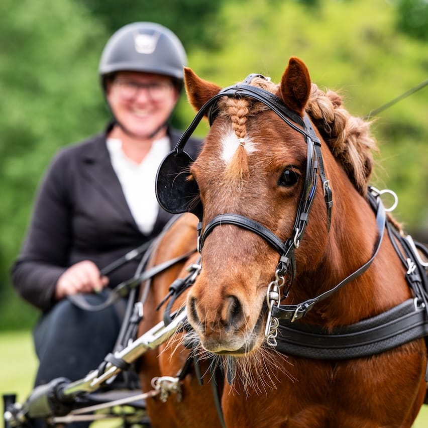 Paard portret