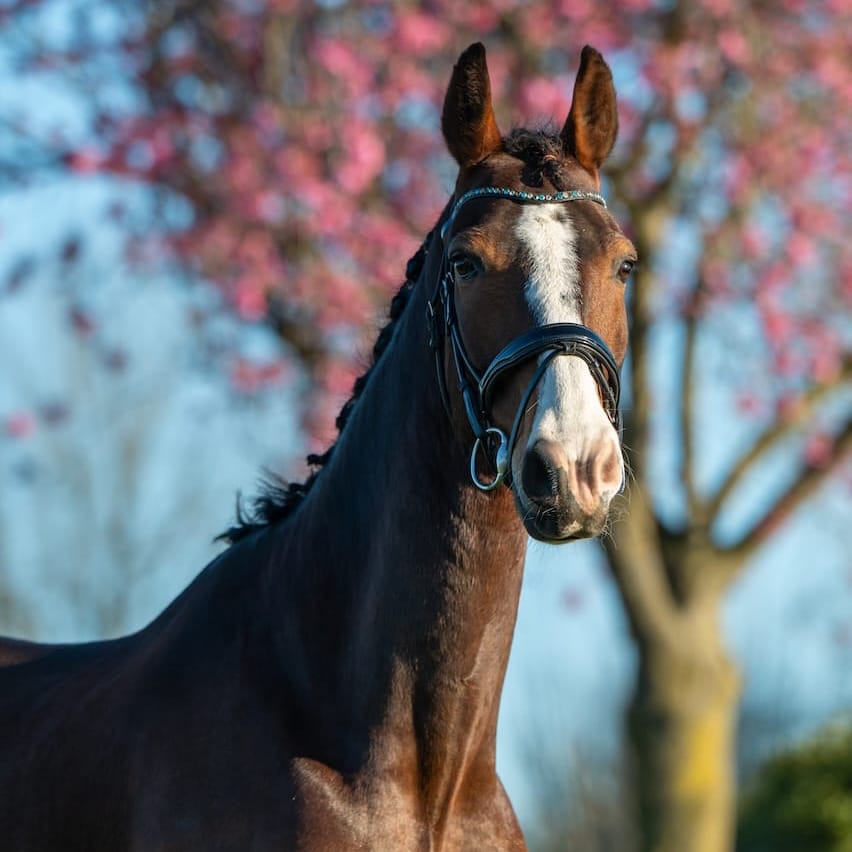 Paard portret