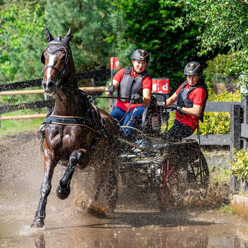Paard wedstrijd