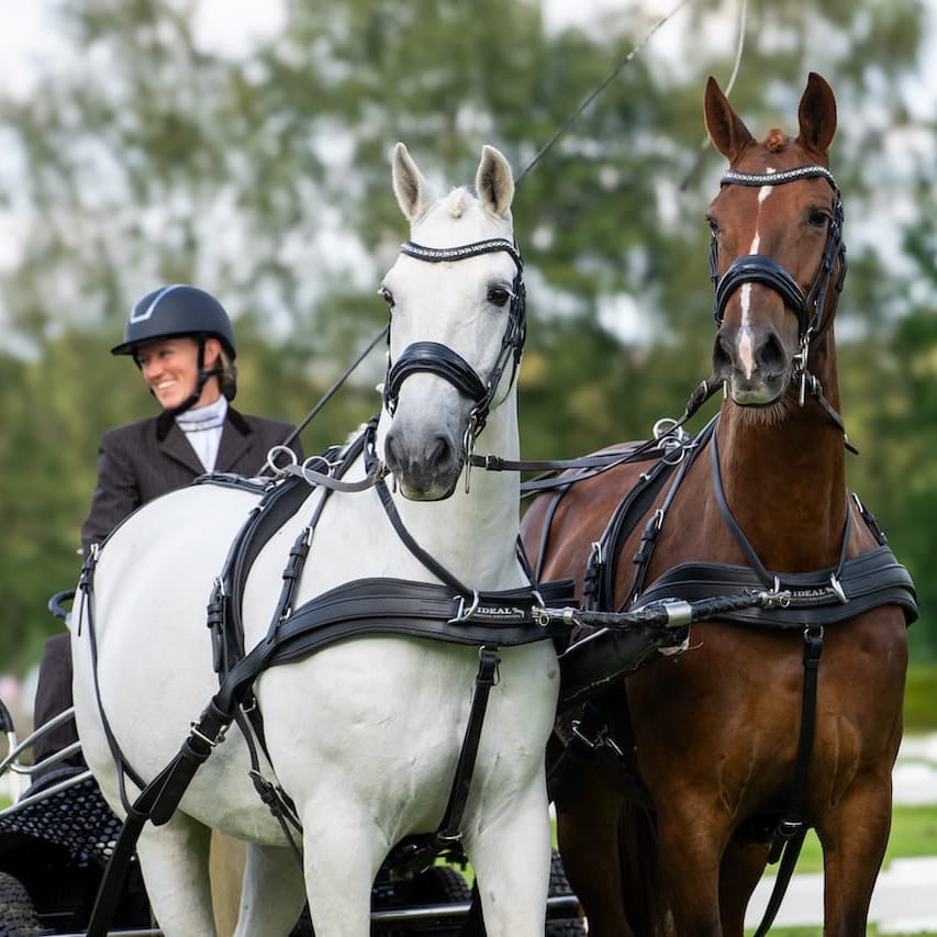 Paard wedstrijd