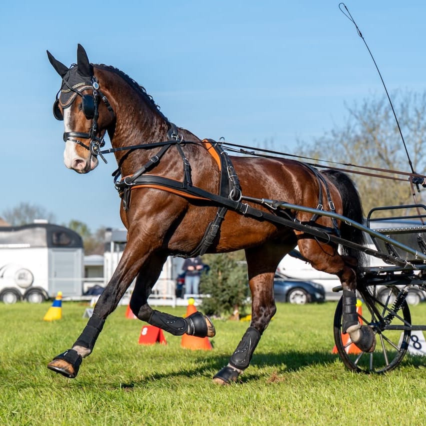 Paard wedstrijd
